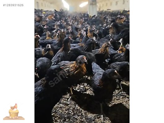 Pets & Livestock / Poultry & Fowl / Chickens