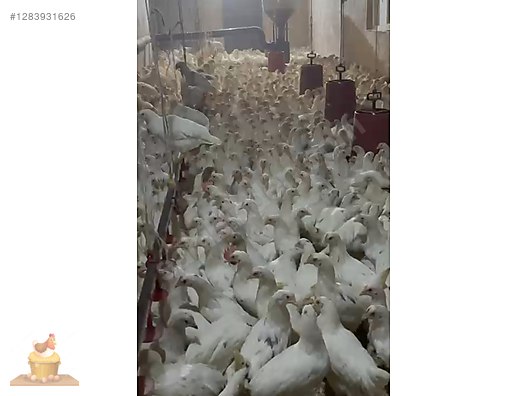 Pets & Livestock / Poultry & Fowl / Chickens