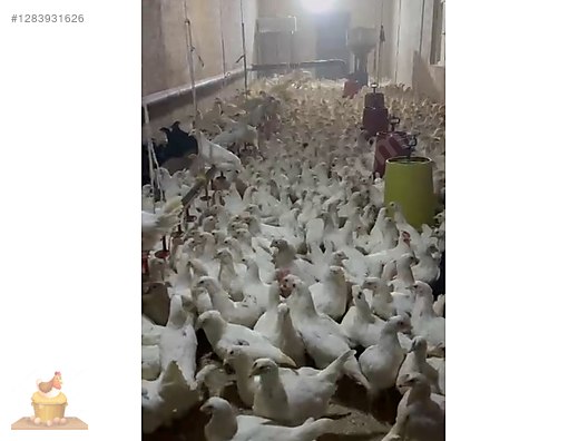 Pets & Livestock / Poultry & Fowl / Chickens