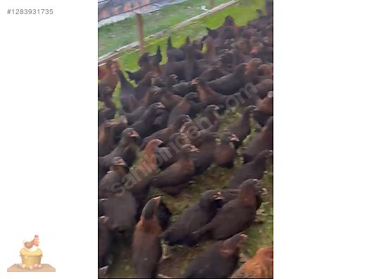 Pets & Livestock / Poultry & Fowl / Chickens