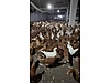 Pets & Livestock / Poultry & Fowl / Chickens