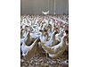 Pets & Livestock / Poultry & Fowl / Chickens