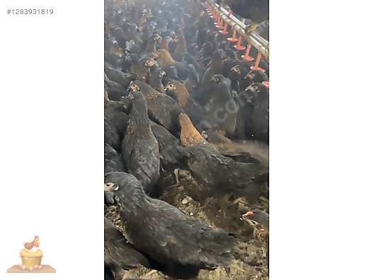 Pets & Livestock / Poultry & Fowl / Chickens