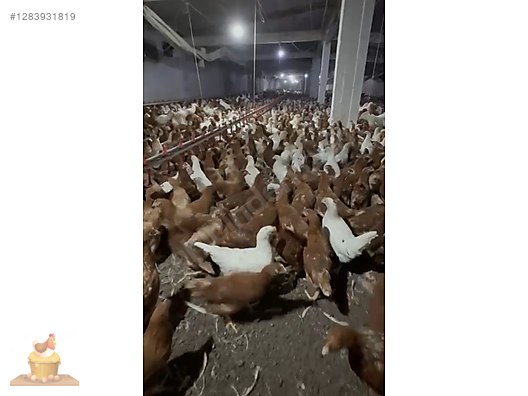 Pets & Livestock / Poultry & Fowl / Chickens