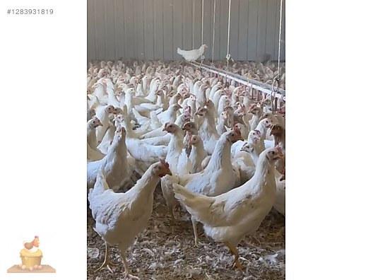 Pets & Livestock / Poultry & Fowl / Chickens