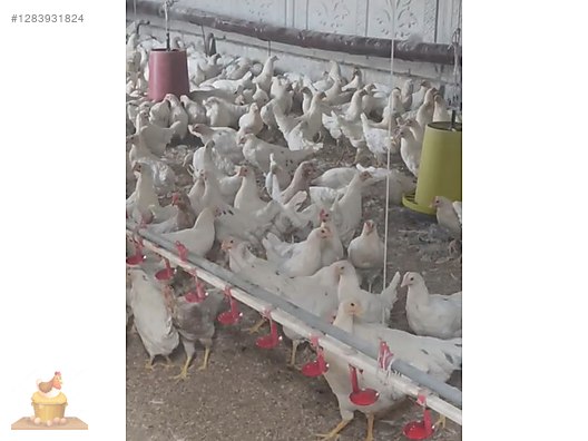 Pets & Livestock / Poultry & Fowl / Chickens