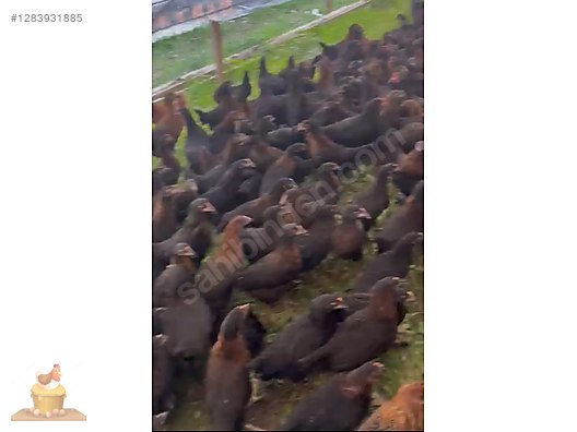 Pets & Livestock / Poultry & Fowl / Chickens