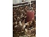 Pets & Livestock / Poultry & Fowl / Chickens
