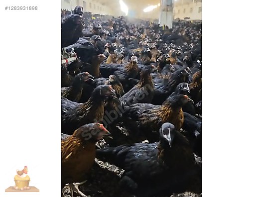 Pets & Livestock / Poultry & Fowl / Chickens