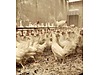 Pets & Livestock / Poultry & Fowl / Chickens