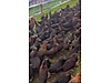 Pets & Livestock / Poultry & Fowl / Chickens