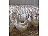 Pets & Livestock / Poultry & Fowl / Chickens