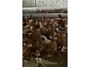 Pets & Livestock / Poultry & Fowl / Chickens