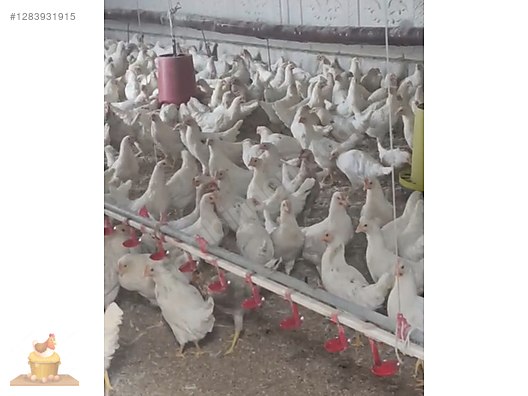 Pets & Livestock / Poultry & Fowl / Chickens
