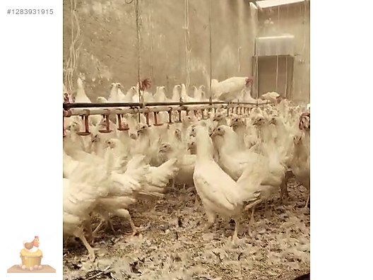 Pets & Livestock / Poultry & Fowl / Chickens