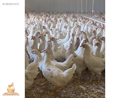 Pets & Livestock / Poultry & Fowl / Chickens