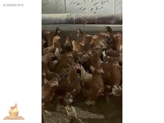 Pets & Livestock / Poultry & Fowl / Chickens