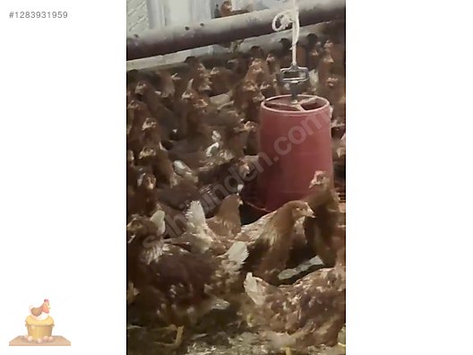 Pets & Livestock / Poultry & Fowl / Chickens