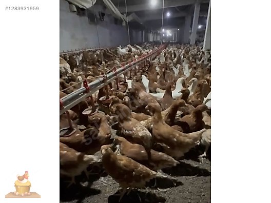 Pets & Livestock / Poultry & Fowl / Chickens