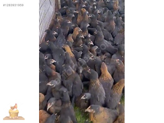 Pets & Livestock / Poultry & Fowl / Chickens