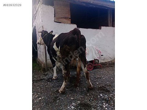 sutlu disi danali genc inek turkiye nin ucretsiz ilan sitesi sahibinden com da 983932029 sutlu disi danali genc inek turkiye nin ucretsiz ilan sitesi sahibinden com da 983932029