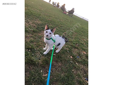 Kedi Tekir Mia Icin Yuva Ariyoruz Istanbul Yalova Sahibinden Comda 968933042
