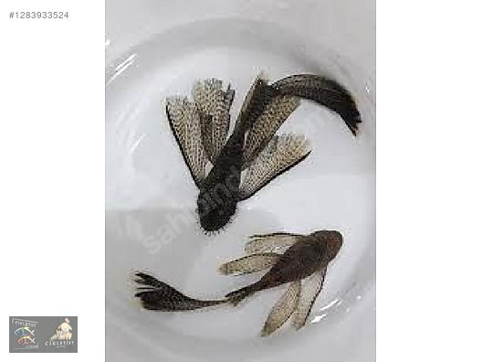 Pets & Livestock / Aquarium Fish / Catfish & Pleco / L144 Longfin