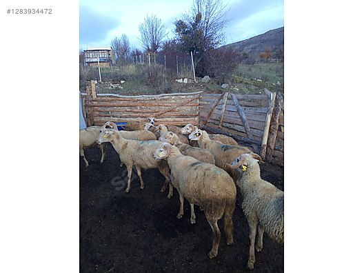 Hayvanlar Alemi / Küçükbaş Hayvanlar / Kuzu