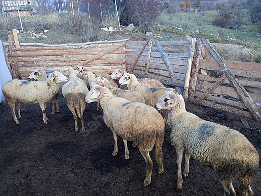 Hayvanlar Alemi / Küçükbaş Hayvanlar / Kuzu