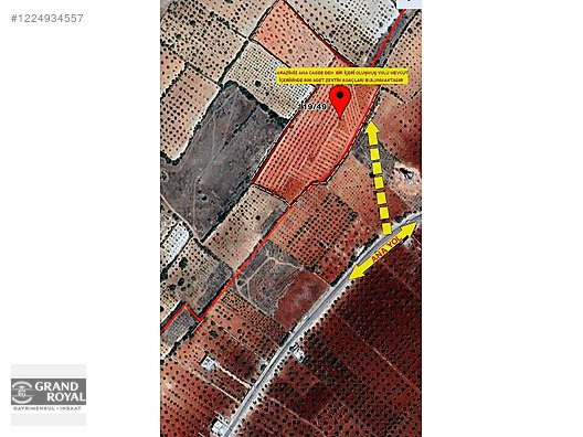 Doğanca'da 600 ağaç mahsüllü zeytinlik.. #1224934557