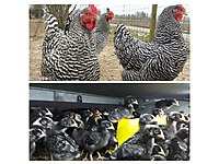 Buca Satilik Tavuk Cinsleri Ve Fiyatlari Sahibinden Com Da Buca Satilik Tavuk Cinsleri Ve Fiyatlari Sahibinden Com Da