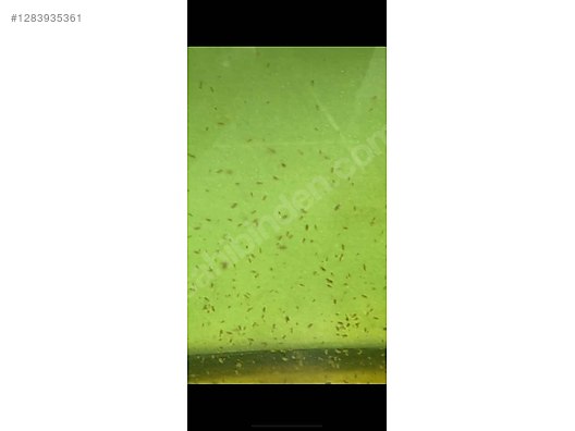 Pets & Livestock / Foods & Feeds / Fish / Food