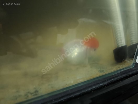 Hayvanlar Alemi / Akvaryum Balıkları / Japon Balıkları / Oranda