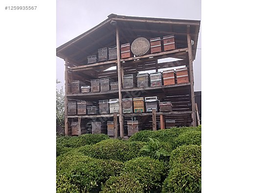 İkinci El ve Sıfır Alışveriş / Yiyecek & İçecek / Şarküteri / Bal