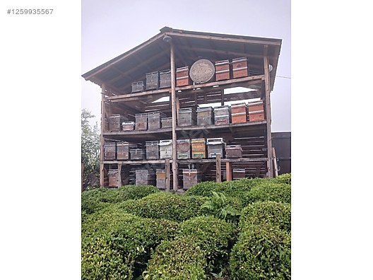 İkinci El ve Sıfır Alışveriş / Yiyecek & İçecek / Şarküteri / Bal