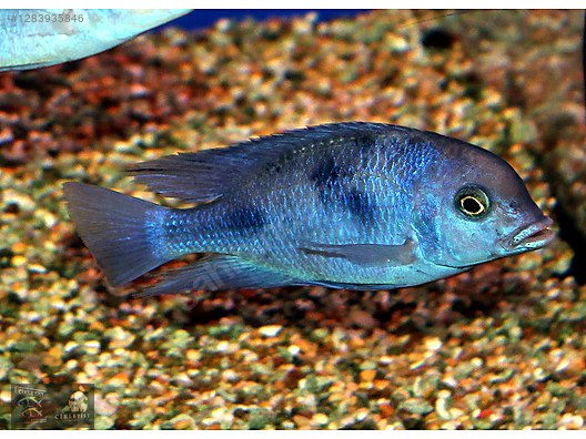 Hayvanlar Alemi / Akvaryum Balıkları / Cichlidler / Yunus