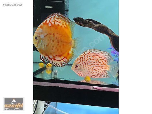 Hayvanlar Alemi / Akvaryum Balıkları / Cichlidler / Discus