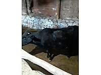 Inek Arama Sonucu Sahibinden Com 2