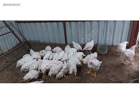 Tavuk Etlik Tavuk Ve Horozlar Ister Adaklik Ister Yemelik Sahibinden Comda 968936835 Tavuk Etlik Tavuk Ve Horozlar Ister Adaklik Ister Yemelik Sahibinden Comda 968936835
