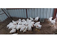Buca Satilik Tavuk Cinsleri Ve Fiyatlari Sahibinden Com Da Buca Satilik Tavuk Cinsleri Ve Fiyatlari Sahibinden Com Da