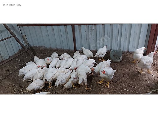Tavuk Etlik Tavuk Ve Horozlar Ister Adaklik Ister Yemelik Sahibinden Comda 968936835 Tavuk Etlik Tavuk Ve Horozlar Ister Adaklik Ister Yemelik Sahibinden Comda 968936835