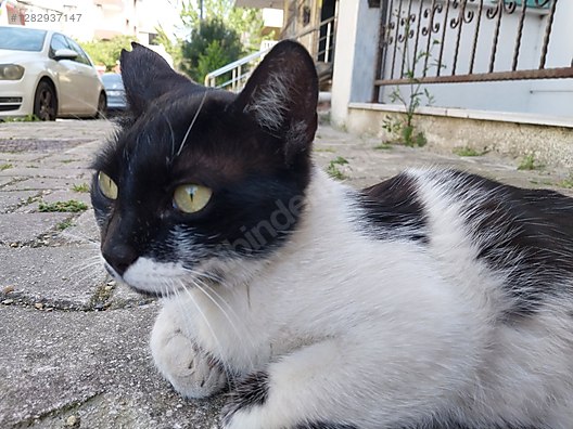 Hayvanlar Alemi / Evcil Hayvanlar / Kedi / Smokin