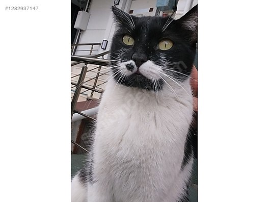 Hayvanlar Alemi / Evcil Hayvanlar / Kedi / Smokin