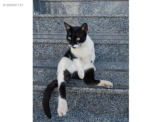 Hayvanlar Alemi / Evcil Hayvanlar / Kedi / Smokin