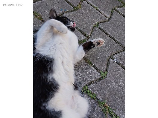 Hayvanlar Alemi / Evcil Hayvanlar / Kedi / Smokin