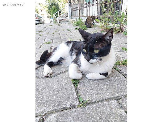 Hayvanlar Alemi / Evcil Hayvanlar / Kedi / Smokin