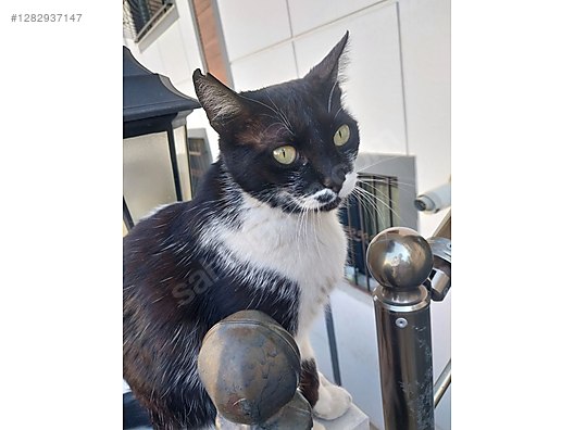 Hayvanlar Alemi / Evcil Hayvanlar / Kedi / Smokin