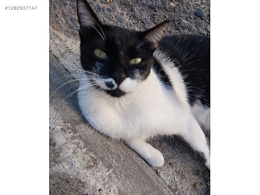 Hayvanlar Alemi / Evcil Hayvanlar / Kedi / Smokin