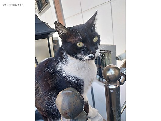 Hayvanlar Alemi / Evcil Hayvanlar / Kedi / Smokin