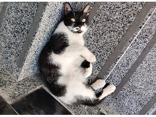 Hayvanlar Alemi / Evcil Hayvanlar / Kedi / Smokin